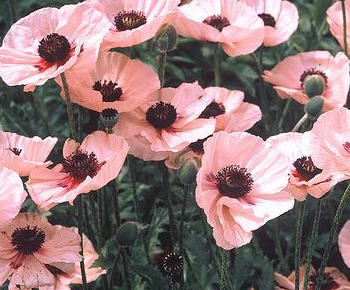 Papaver ( Poppy ) 'Karine' 250 Seeds
