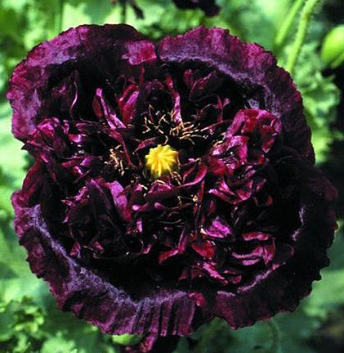 Papaver ( Poppy ) 'Black peony' 250 Seeds