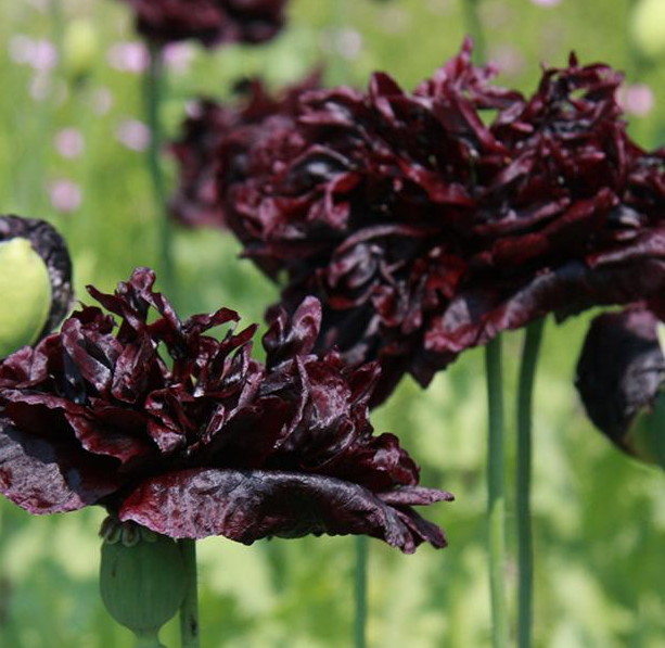 Papaver ( Poppy ) 'Black peony' 250 Seeds