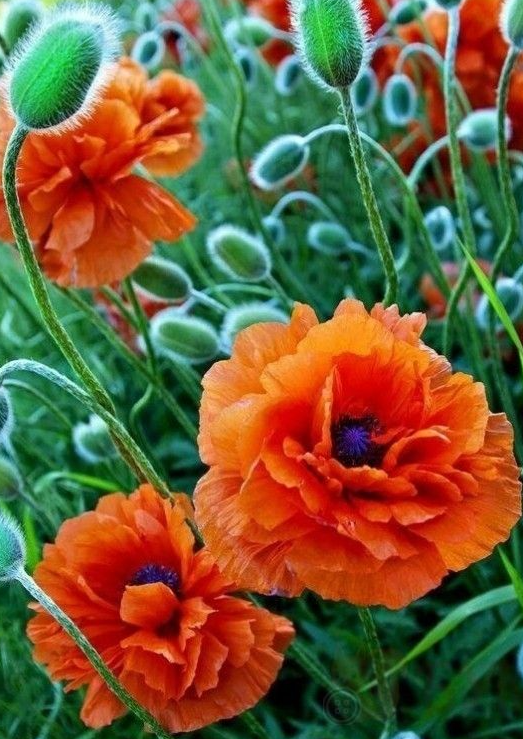 Papaver ( Poppy ) 'Goliaf' 250 Seeds