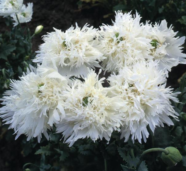 Papaver ( Poppy ) 'Swansdown' 250 Seeds