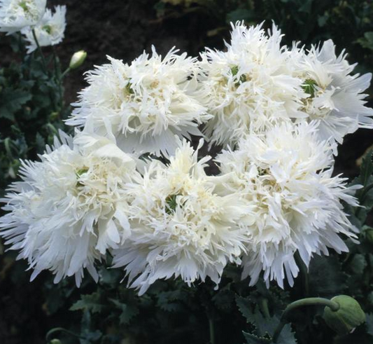 Papaver ( Poppy ) 'Swansdown' 250 Seeds