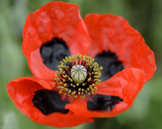 Papaver ( Poppy ) 'Ladybird' 250 Seeds