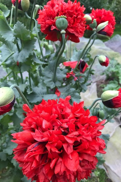 Papaver ( Poppy ) 'Scarlet Peony' 250 Seeds