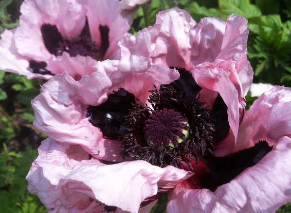 Papaver ( Poppy ) 'Cedric Morris' 250 Seeds