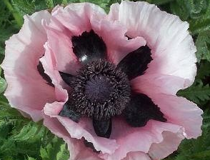 Papaver ( Poppy ) 'Cedric Morris' 250 Seeds