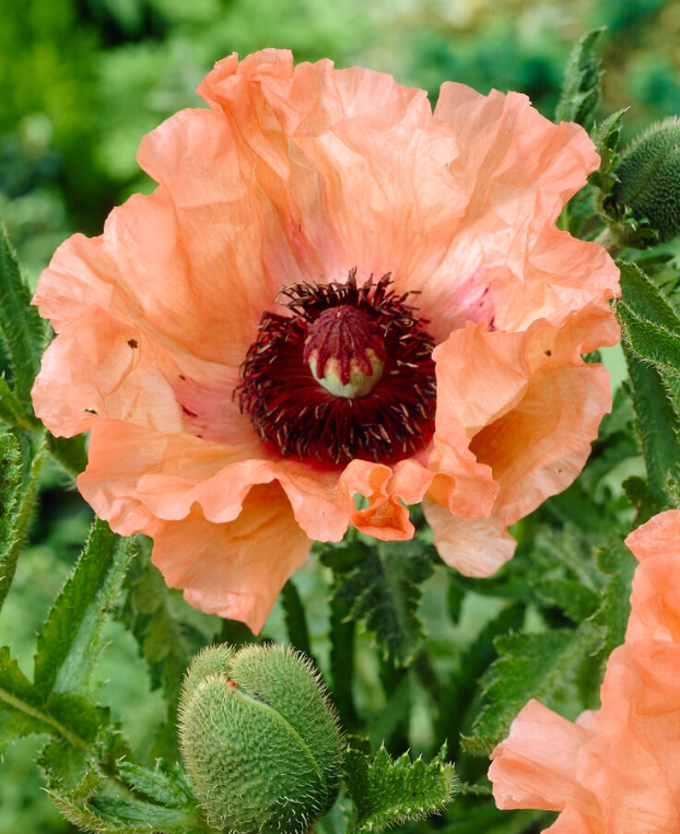Papaver ( Poppy ) 'Effendi' 250 Seeds