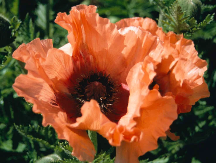 Papaver ( Poppy ) 'Effendi' 250 Seeds