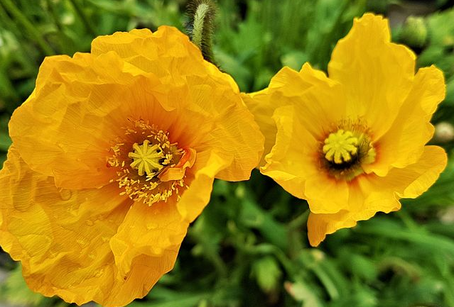 Papaver ( Poppy ) 'Oregon Rainbow' 250 Seeds