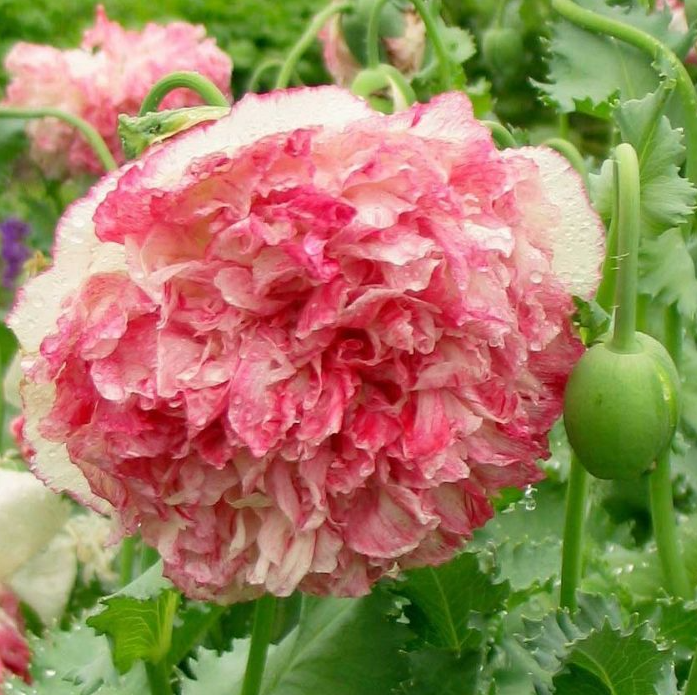 Papaver ( Poppy ) 'Flemish Antique' 250 Seeds