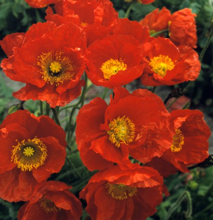 Papaver ( Poppy ) 'Red Sails' 250 Seeds