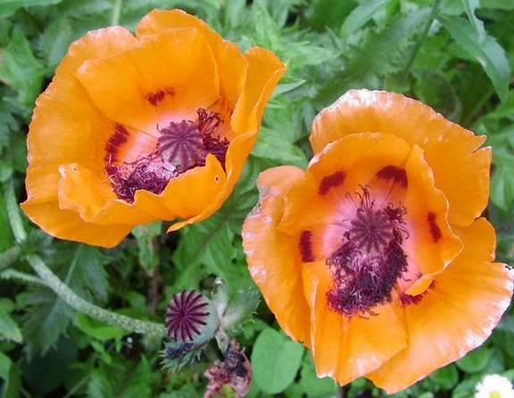 Papaver ( Poppy ) 'Pizzicato' 250 Seeds