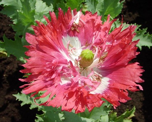 Papaver ( Poppy ) 'Danish Flag' 250 Seeds