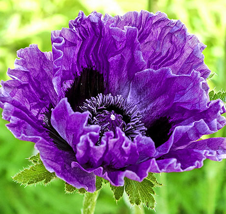 Papaver ( Poppy ) 'East Central Park' 250 Seeds