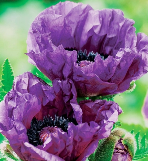 Papaver ( Poppy ) 'East Central Park' 250 Seeds