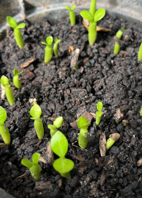 Adenium Akira 6 Seeds