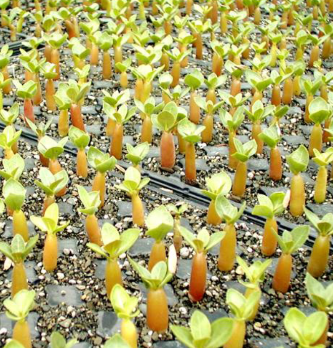 Adenium Akira 6 Seeds