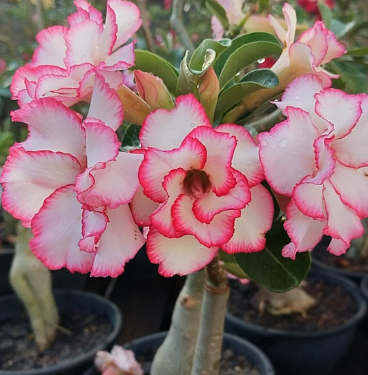 Adenium Francesha 6 Seeds