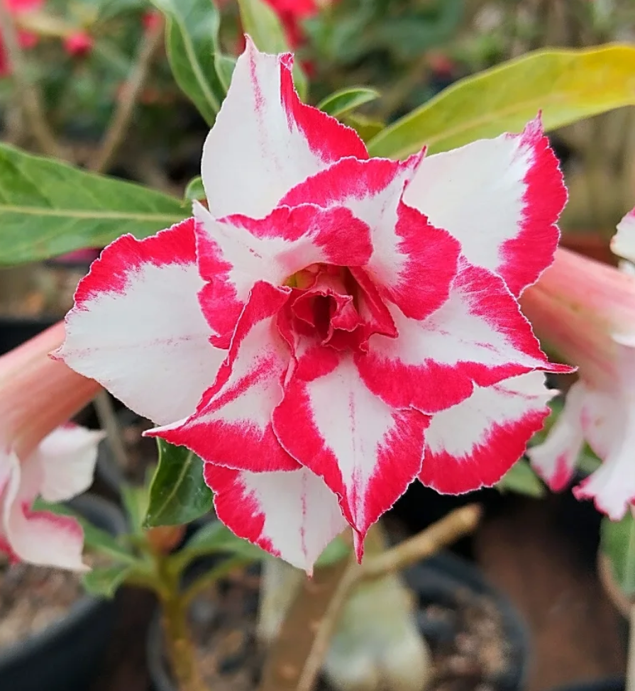 Adenium Ferrari 6 Seeds