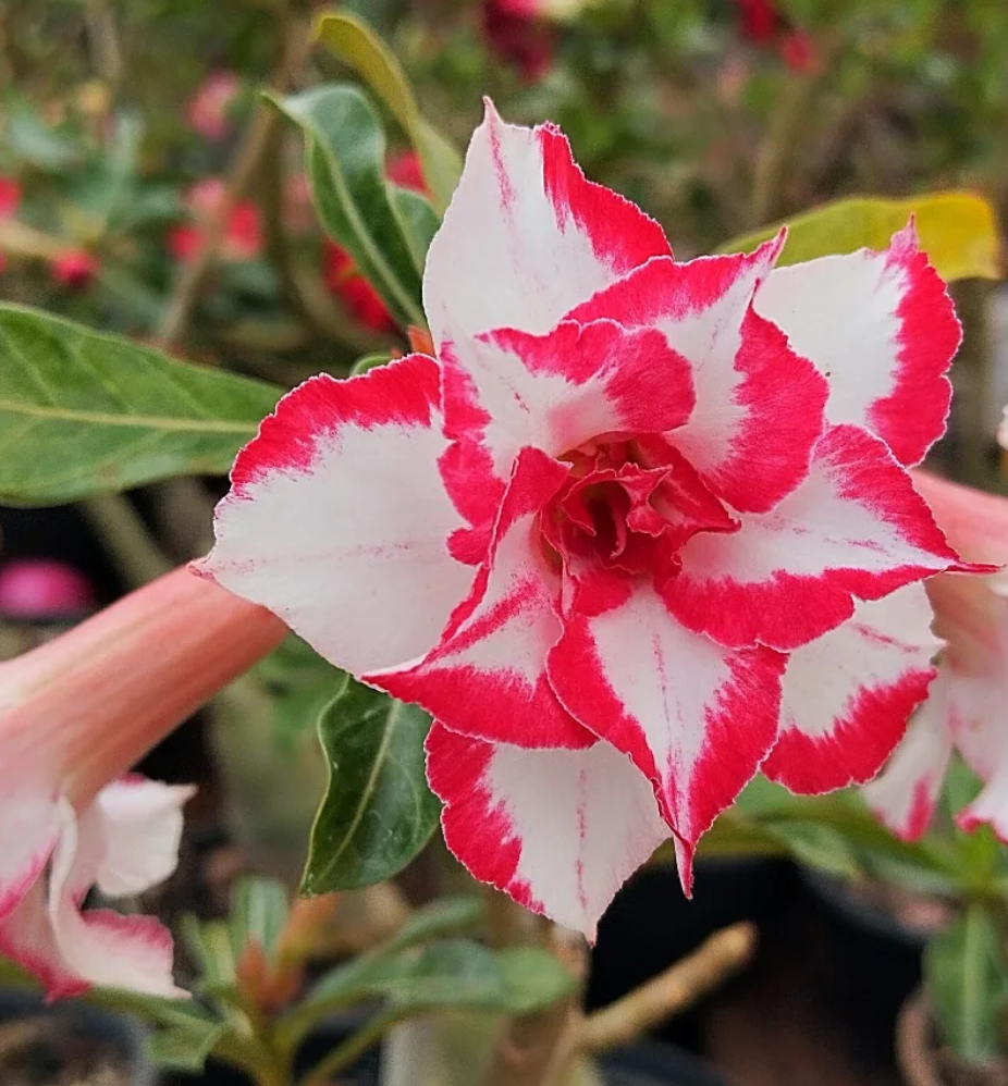 Adenium Ferrari 6 Seeds