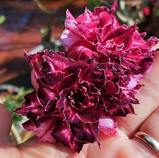 Adenium Rihanna 6 Seeds