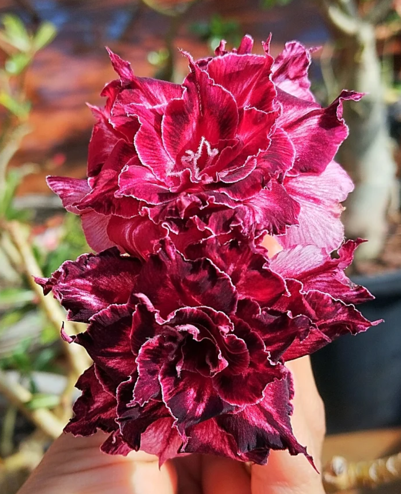Adenium Rihanna 6 Seeds