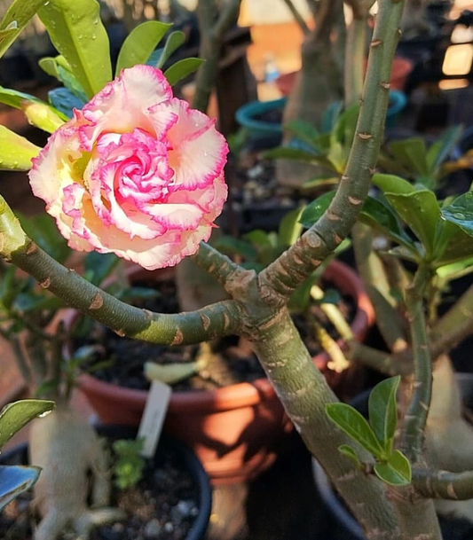 Adenium Carnation 6 Seeds