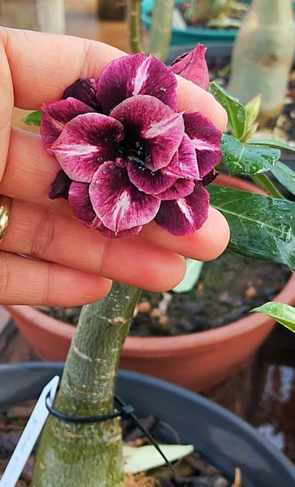 Adenium Vampire 6 Seeds
