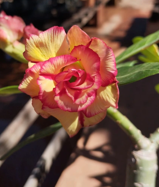 Adenium Tropical summer 6 Seeds