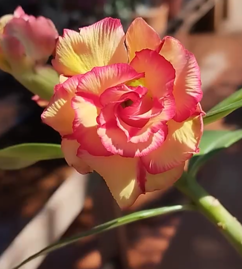Adenium Tropical summer 6 Seeds
