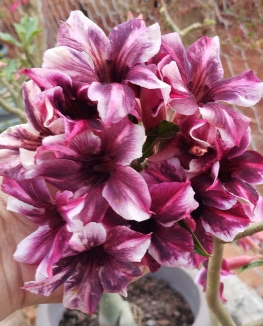 Adenium Barbie Girl 6 Seeds