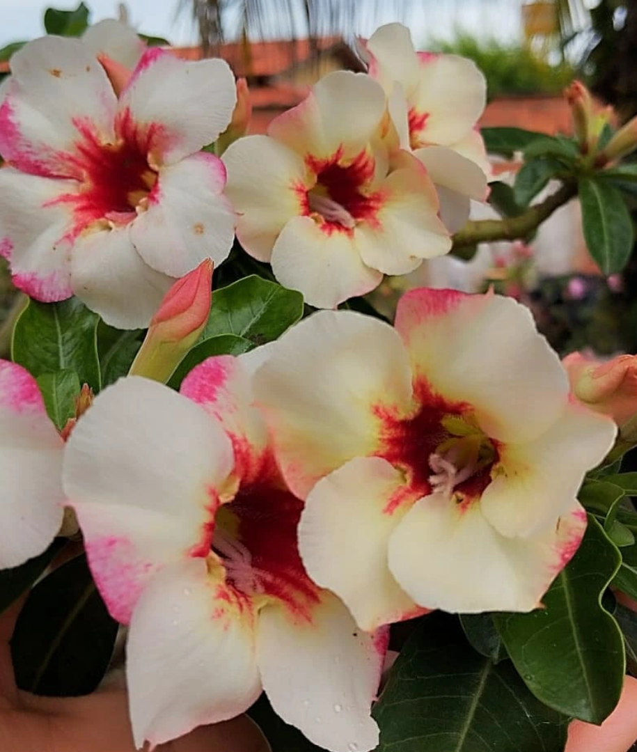 Adenium NR-12 6 Seeds