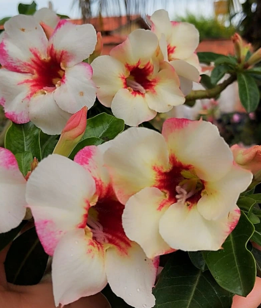 Adenium NR-12 6 Seeds