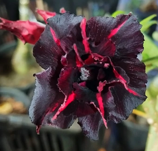 Adenium Negra 6 Seeds