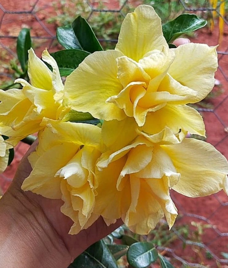 Adenium Arya 6 Seeds