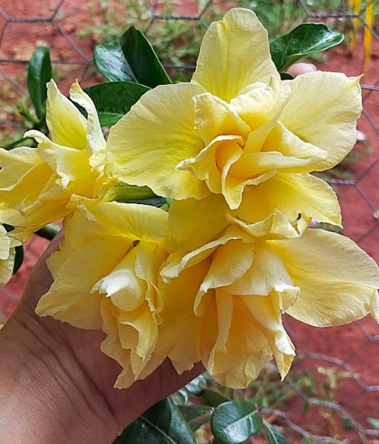 Adenium Arya 6 Seeds