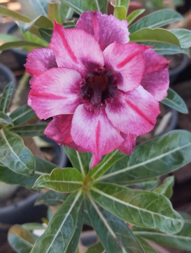 Adenium Agnus Dai 6 Seeds