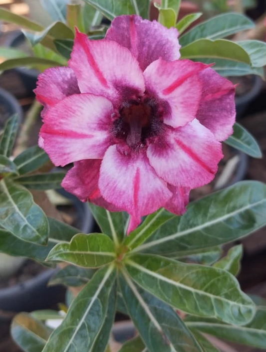 Adenium Agnus Dai 6 Seeds