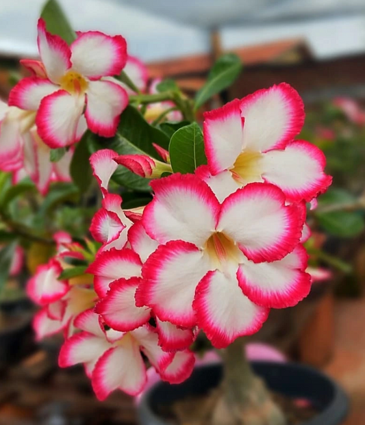Adenium Bia 6 Seeds