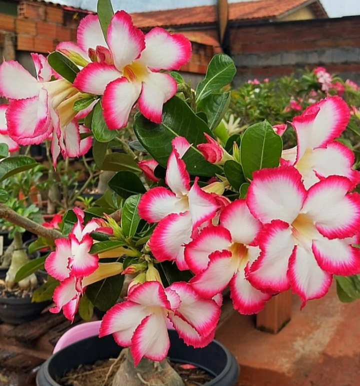Adenium Bia 6 Seeds