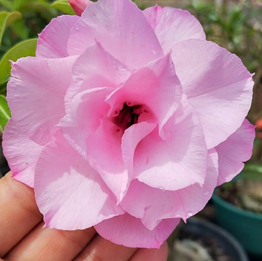 Adenium Pathumma 6 Seeds