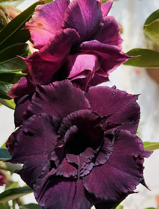Adenium Dark Angel 6 Seeds