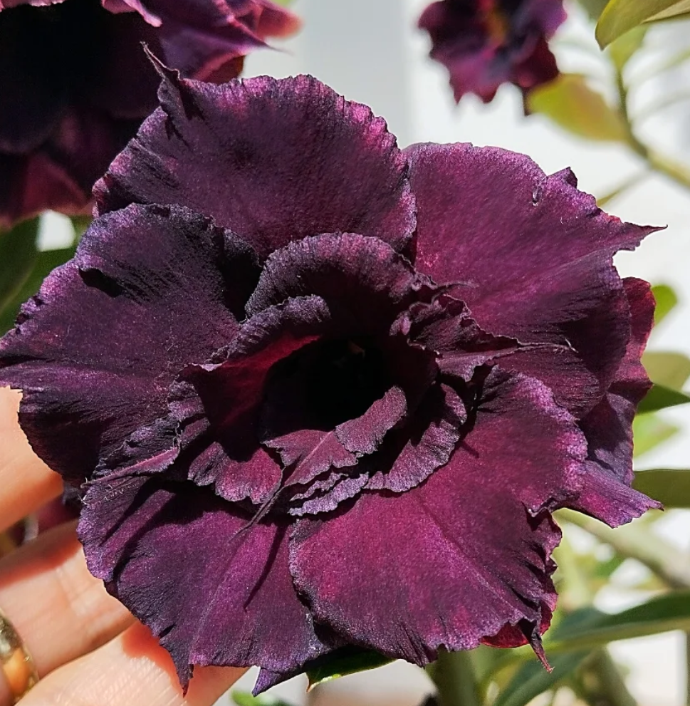 Adenium Dark Angel 6 Seeds