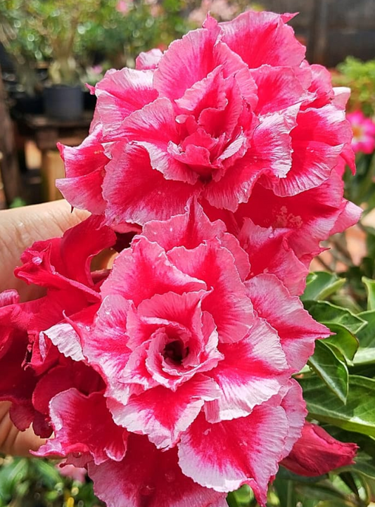 Adenium Delaila 6 Seeds