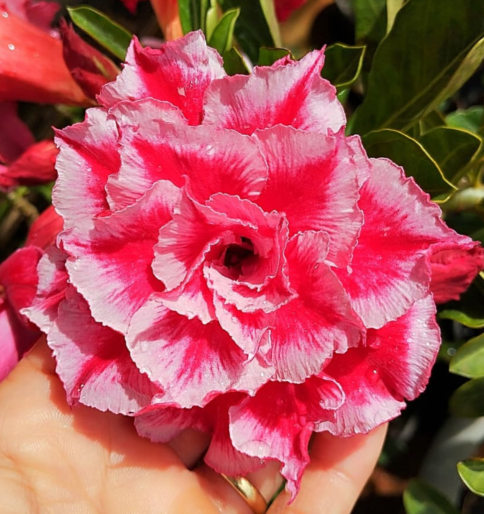 Adenium Delaila 6 Seeds