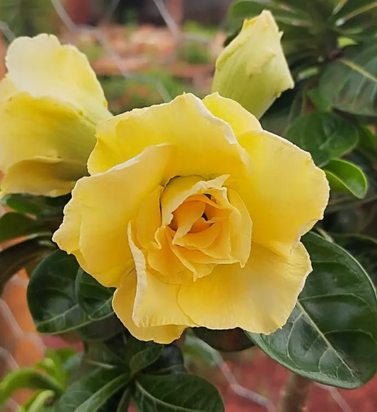 Adenium Bridal 6 Seeds