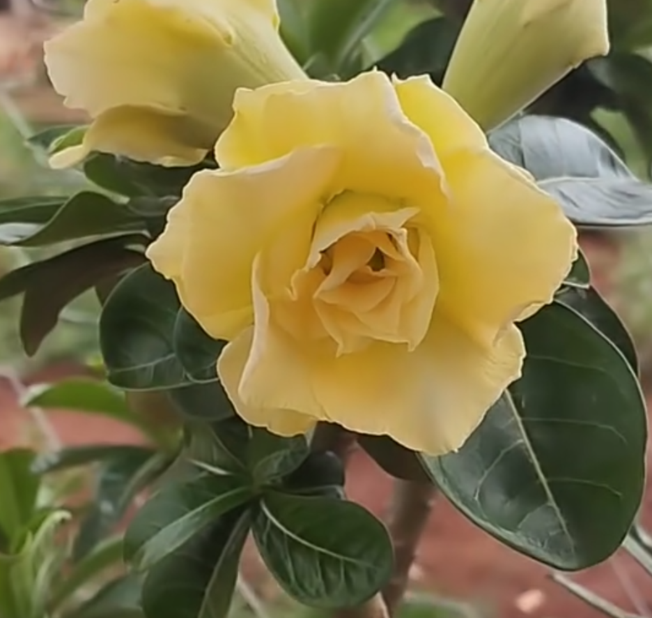 Adenium Bridal 6 Seeds
