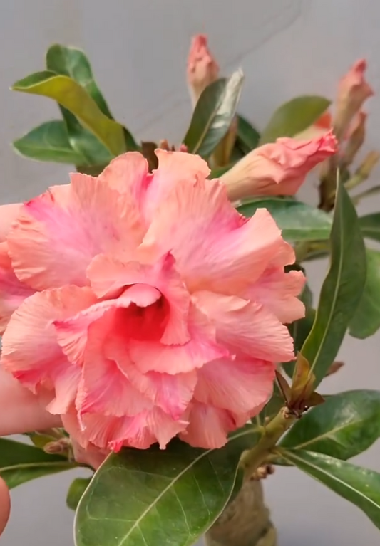 Adenium Arizona 6 Seeds