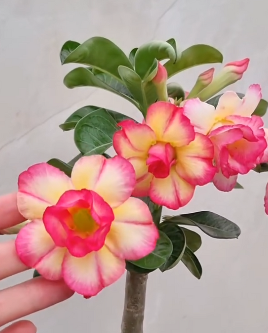 Adenium Fantasia 6 Seeds