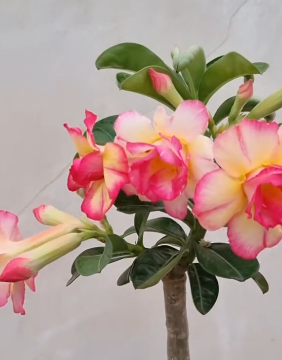 Adenium Fantasia 6 Seeds